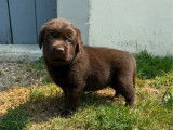 À vendre, 6 chiots Labrador chocolat LOF de février 2026