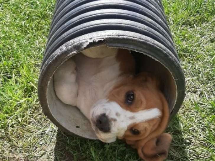 Mise en vente de 4 chiots Beagle mâles nés le 18 janvier 2026, disponibles mi-mars