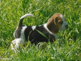 Mise en vente de 4 chiots Beagle mâles nés le 18 janvier 2026, disponibles mi-mars