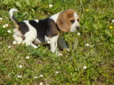 Mise en vente de 4 chiots Beagle mâles nés le 18 janvier 2026, disponibles mi-mars