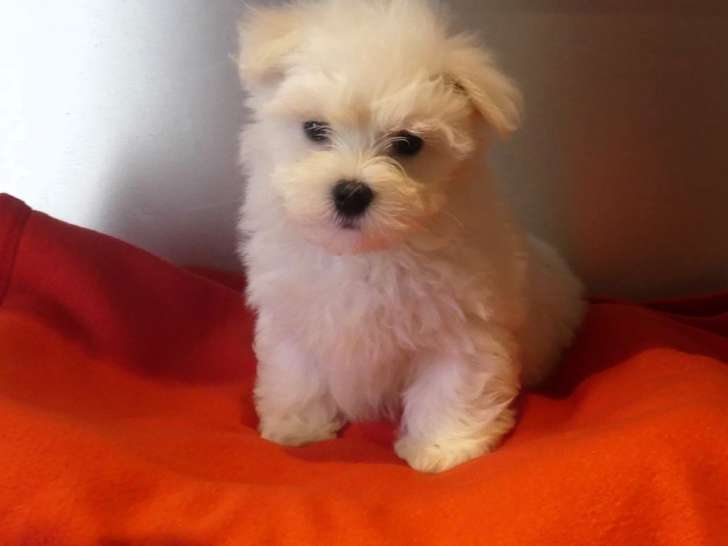 3 mâles chiots Bichon Maltais LOF nés en décembre 2025, disponibles de suite