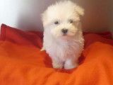3 mâles chiots Bichon Maltais LOF nés en décembre 2025, disponibles de suite
