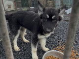 Chiots Husky croisés Berger Allemand à vendre