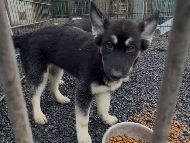 Chiots Husky croisés Berger Allemand à vendre