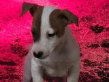 4 mâles chiots Jack Russel petit gabarit nés en décembre 2025, disponibles de suite