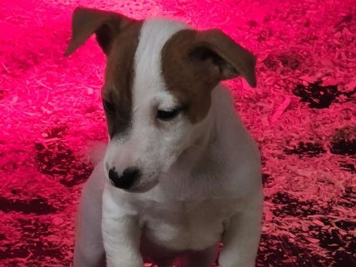4 mâles chiots Jack Russel petit gabarit nés en décembre 2025, disponibles de suite