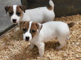 4 mâles chiots Jack Russel petit gabarit nés en décembre 2025, disponibles de suite