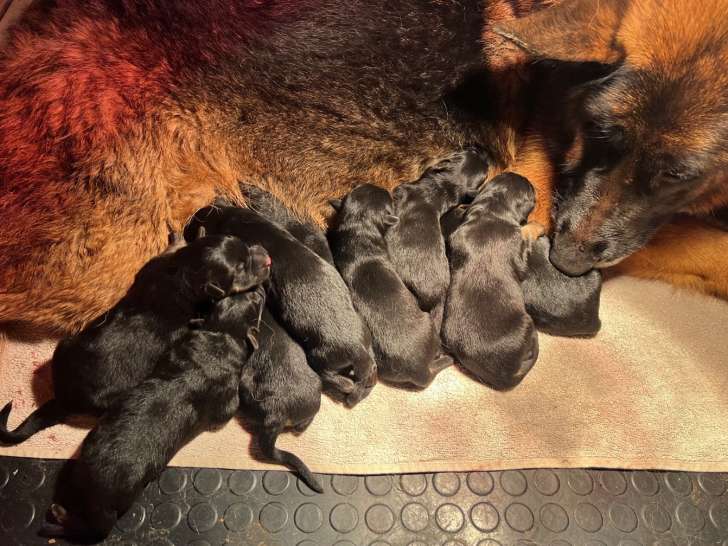Réservation Mars Chiot Femelle Berger Allemand LOF