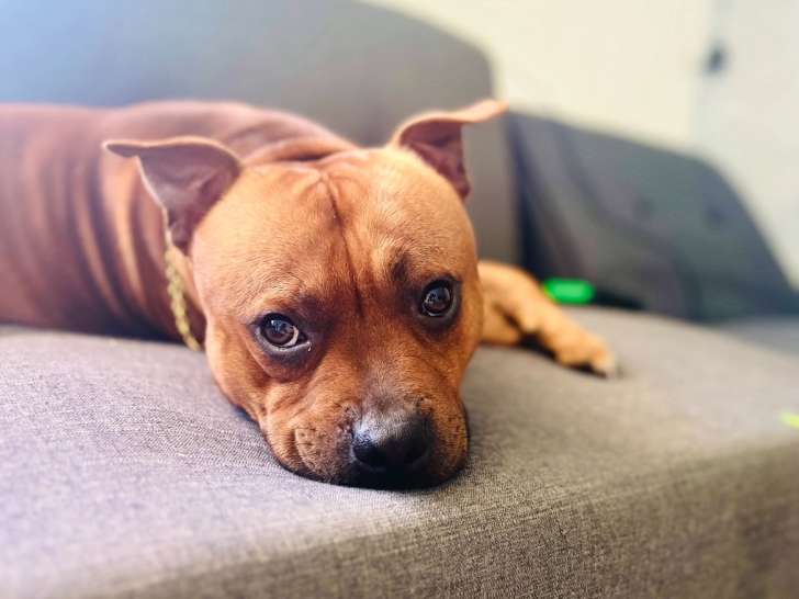 Taiwen, mâle Staffie LOF disponible pour saillie