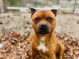 Taiwen, mâle Staffie LOF disponible pour saillie