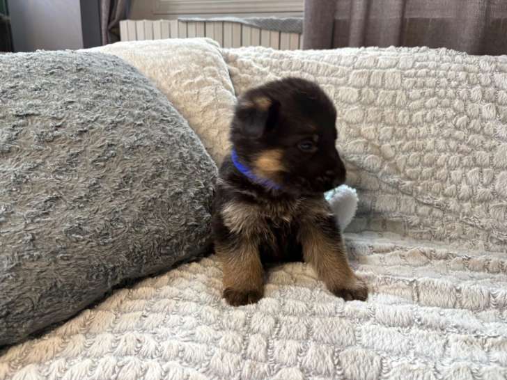 1 Berger Allemand Mâle Chiot LOF Réservation Mars