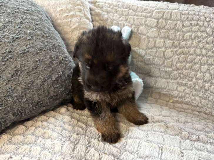 Réservation 1 Chiot Mâle Berger Allemand LOF