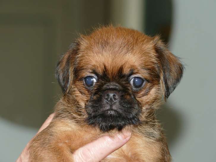 Chiot mâle Griffon Bruxellois à vendre