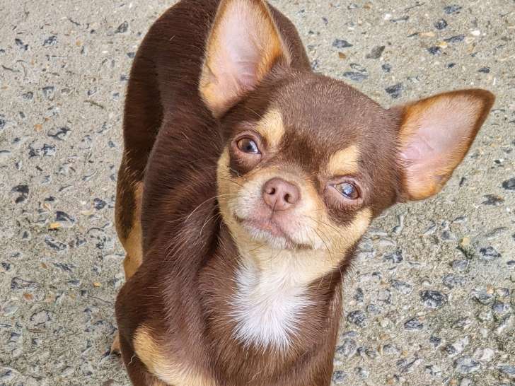 Superbe femelle adulte Chihuahua chocolat à vendre