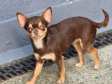 Superbe femelle adulte Chihuahua chocolat à vendre