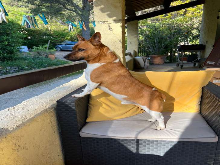 Roro, mâle Jack Russel disponible pour saillie
