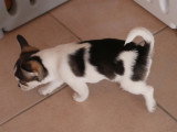 Chiot mâle Chihuahua poil court non LOF