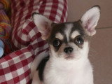 Chiot mâle Chihuahua poil court non LOF