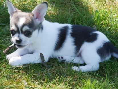 Chiot mâle Chihuahua poil court non LOF