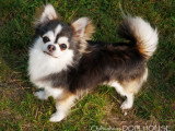 Chiot mâle Chihuahua poil court non LOF