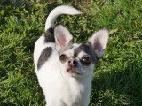 Chiot mâle Chihuahua poil court non LOF