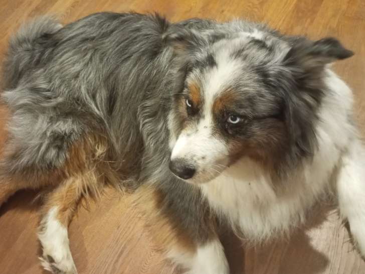 Berger Australien bleu merle disponible pour saillie