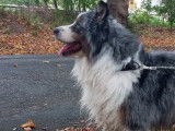 Berger Australien bleu merle disponible pour saillie