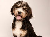 Mâle Bernedoodle disponible pour saillie
