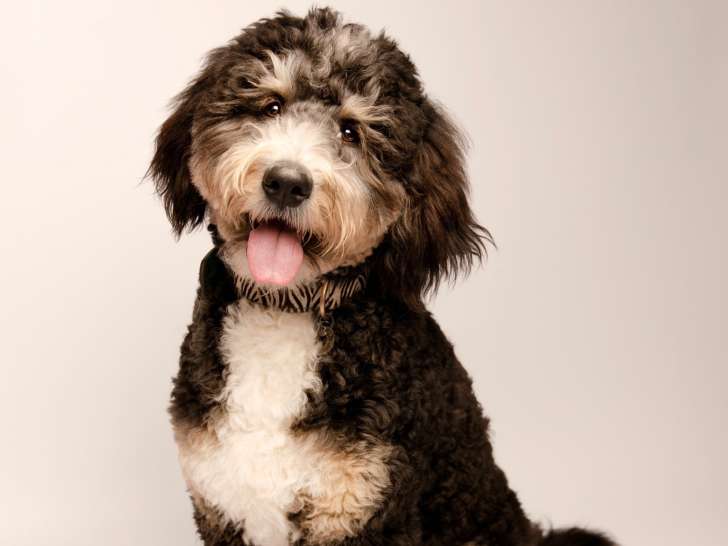 Mâle Bernedoodle disponible pour saillie