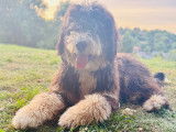Mâle Bernedoodle disponible pour saillie