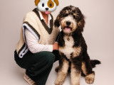 Mâle Bernedoodle disponible pour saillie