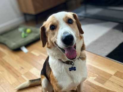 Zyggi, adorable croisé Beagle à l’adoption
