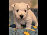 Chiots de race West Highland White Terrier à vendre (2 femelles & 1 mâle)