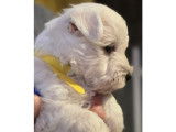 Chiots de race West Highland White Terrier à vendre (2 femelles & 1 mâle)
