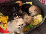 Chiots Spitz Nain à vendre