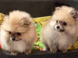 Chiots Spitz Nain à vendre