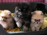Chiots Spitz Nain à vendre