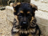 À réserver : chiot mâle Berger Allemand noir et feu d’un mois LOF