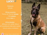 Lucky, Malinois mâle à adopter en association