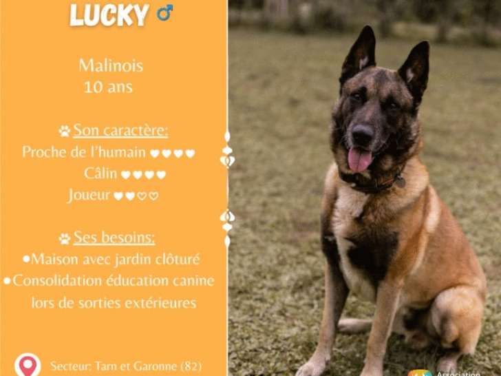 Lucky, Malinois mâle à adopter en association