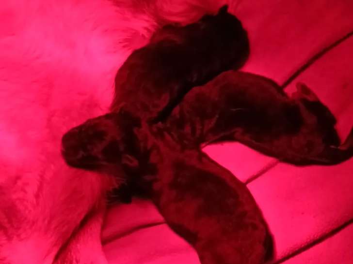 Berger Allemand Chiot Femelle LOF Avril Réservation