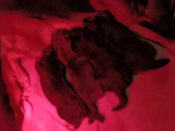 1 Femelle Berger Allemand Chiot LOF Réservation