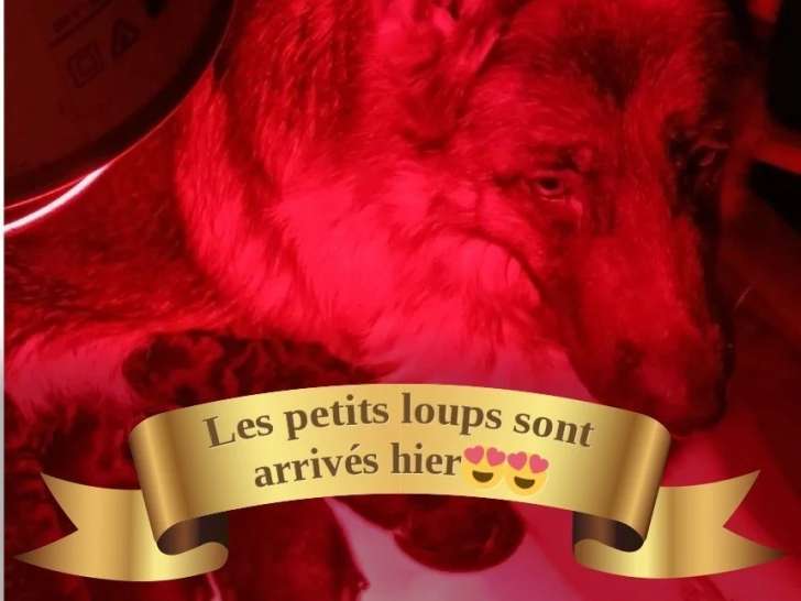 À réserver, 1 Femelle Berger Allemand LOF