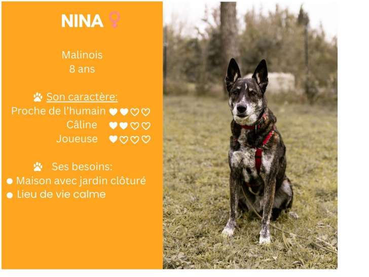 Nina, chienne croisée Malinois à adopter en association
