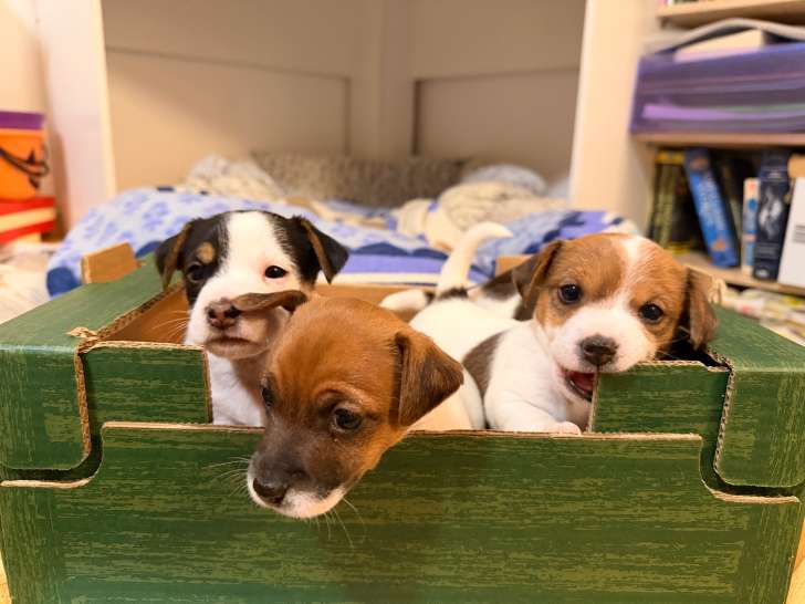 Chiots Jack Russel à vendre