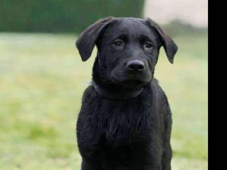 À adopter : chiot femelle Labrador de 4 mois au pelage noir