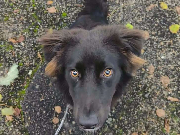 Disponible à l’adoption : chien Berger Australien noir de 2 ans