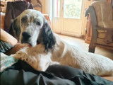 En quête d’un foyer : chien Setter Anglais noir et blanc de 9 ans