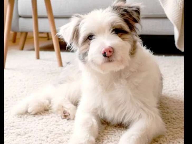 À adopter : chiot mâle de 6 mois au pelage rouge merle