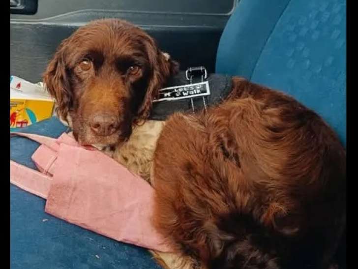 En quête d’un foyer : chien de 8 ans chocolat et blanc